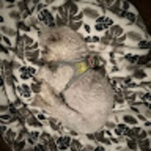 Meet your Posher, Morgan